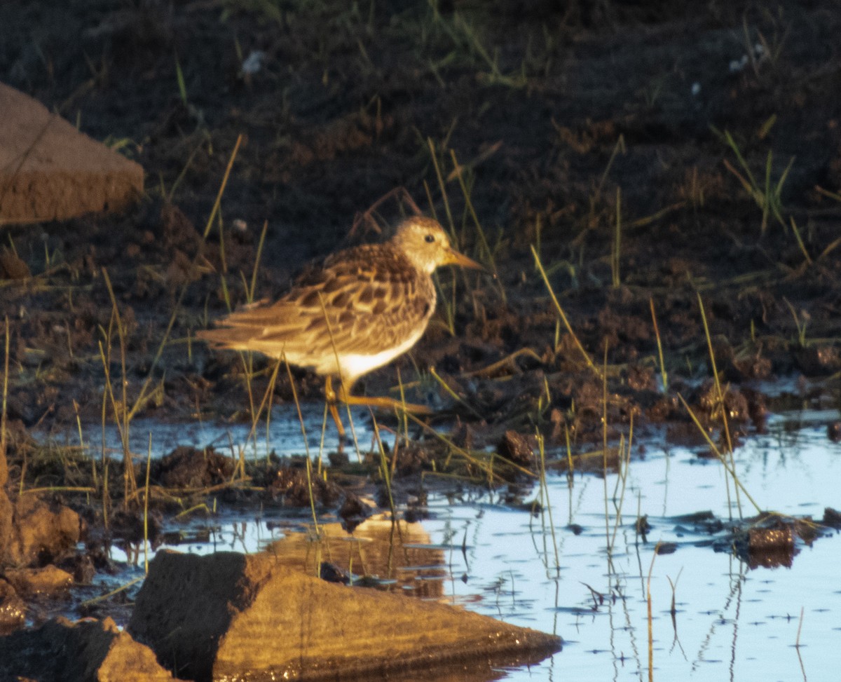 Pectoral Sandpiper - ML623376817