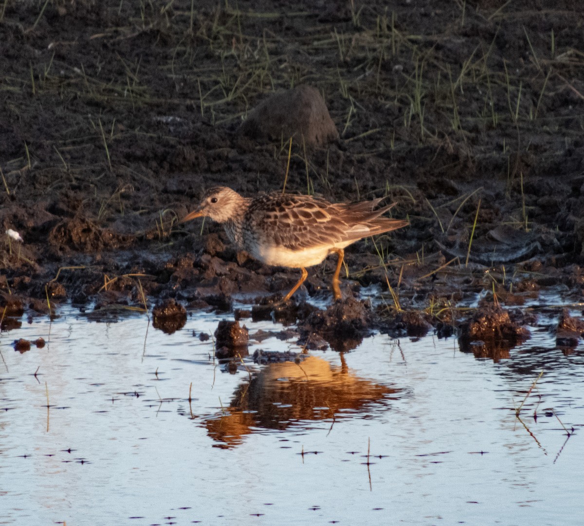Pectoral Sandpiper - ML623376818