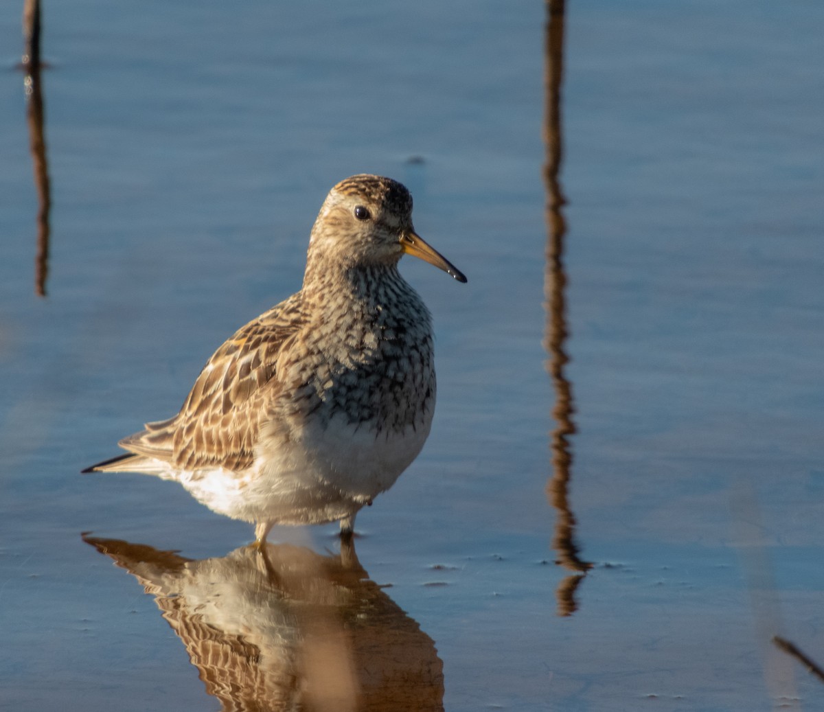 Pectoral Sandpiper - ML623376825