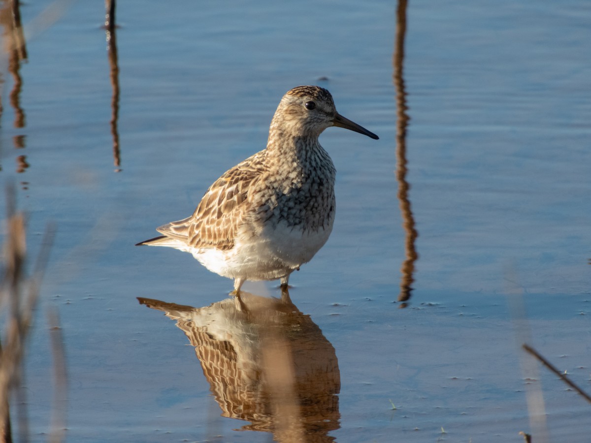 Pectoral Sandpiper - ML623376827