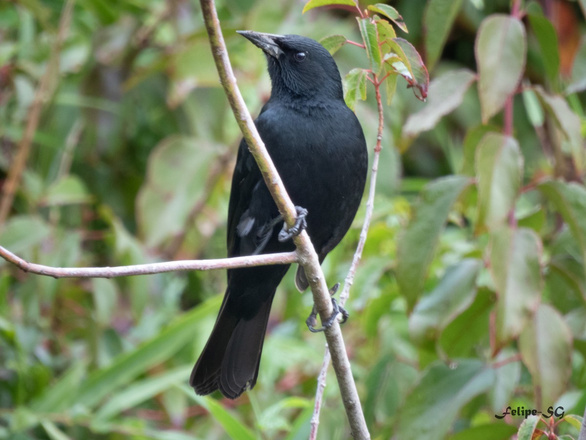 Austral Blackbird - ML623376892