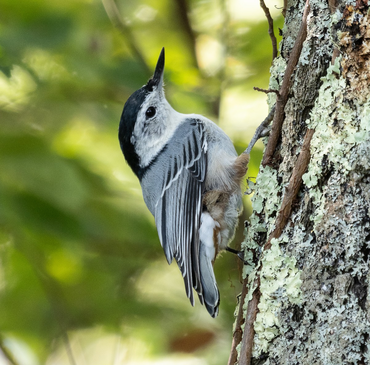 White-breasted Nuthatch - ML623376896