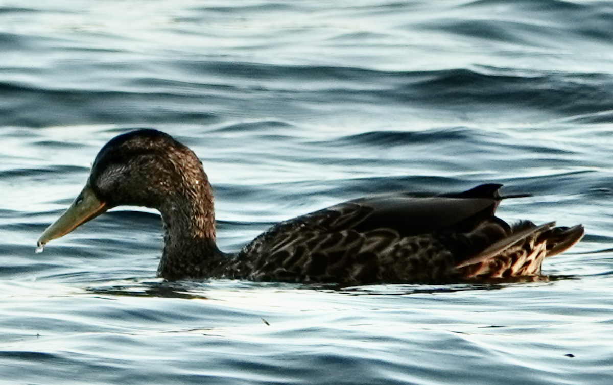 American Black Duck - ML623376903