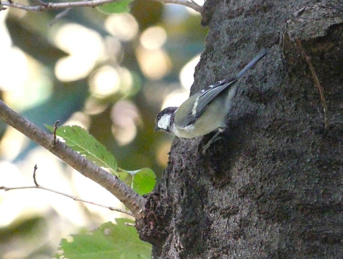 Japanese Tit - ML623376906