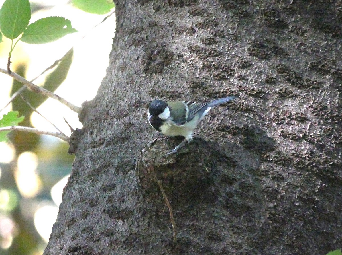 Japanese Tit - ML623376907