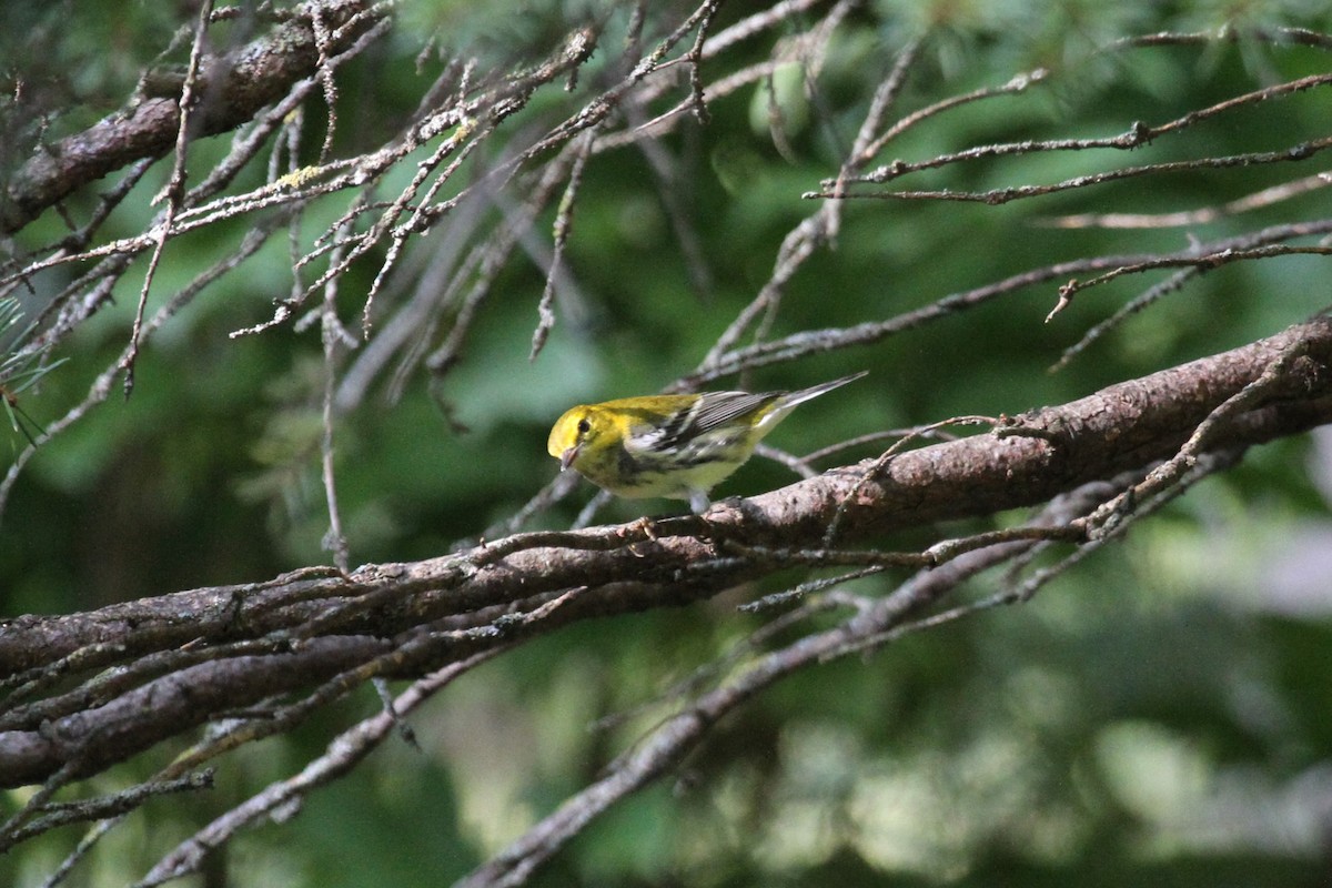 Black-throated Green Warbler - ML623376972