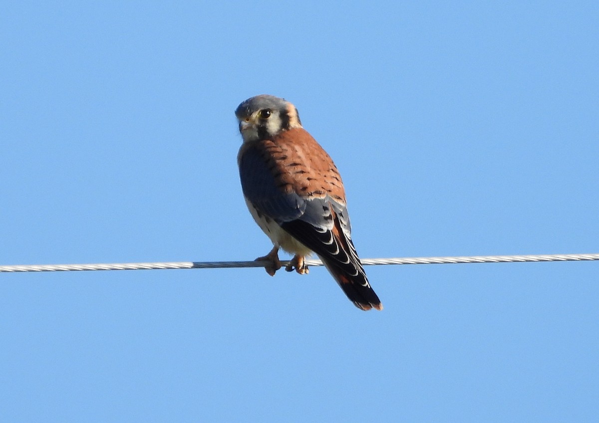 American Kestrel - Helen Diakow