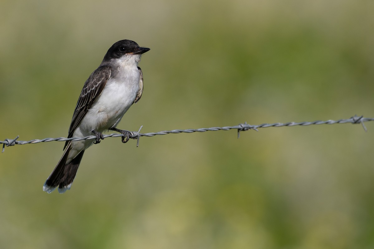 Eastern Kingbird - ML623376978