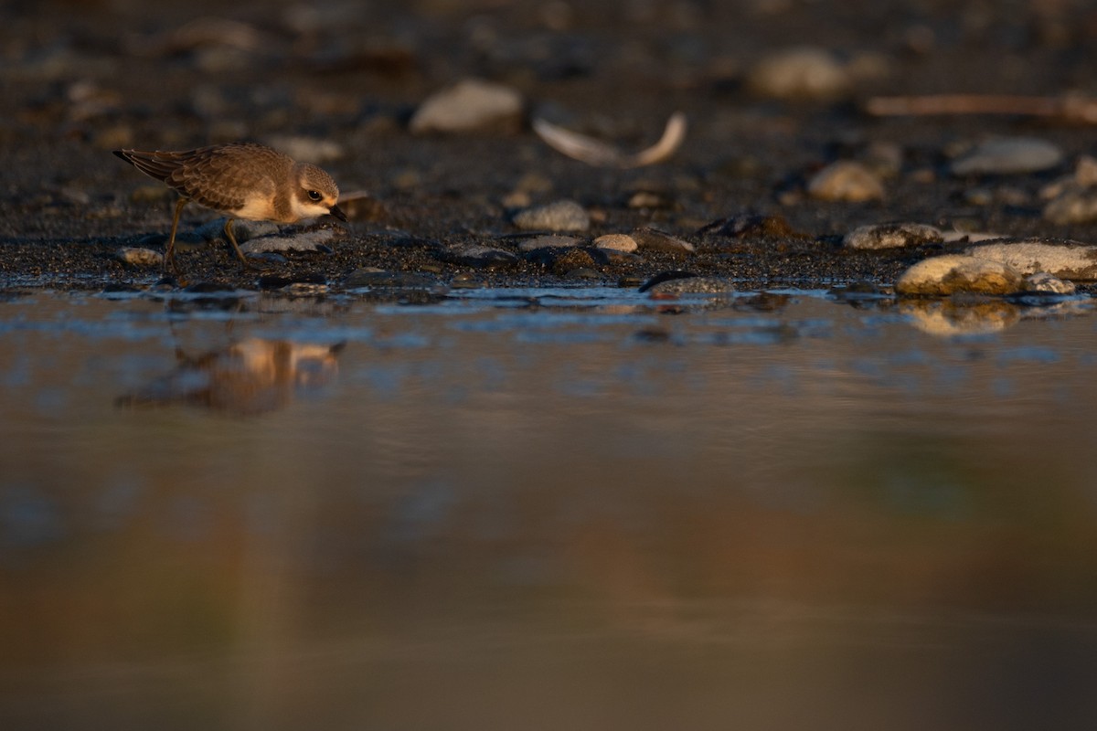 Siberian Sand-Plover - ML623376996