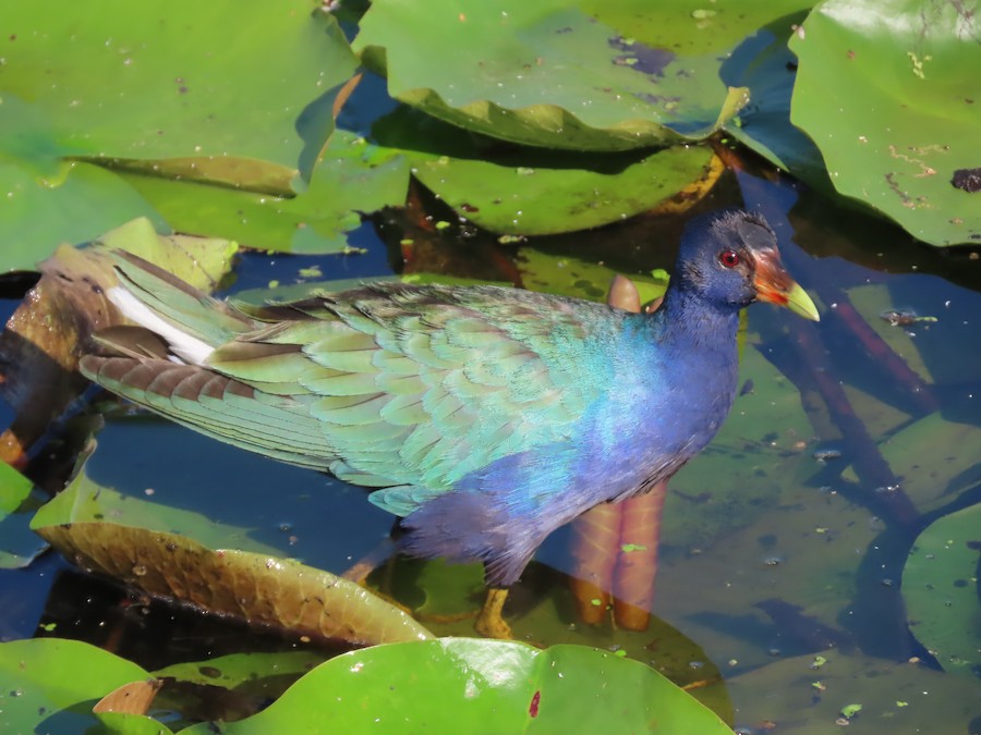 Purple Gallinule - Steve Droste