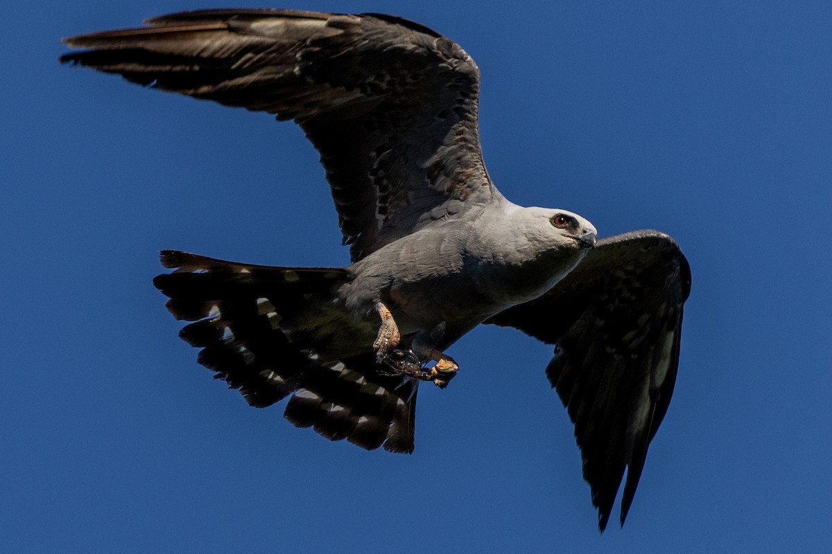 Mississippi Kite - ML623377021