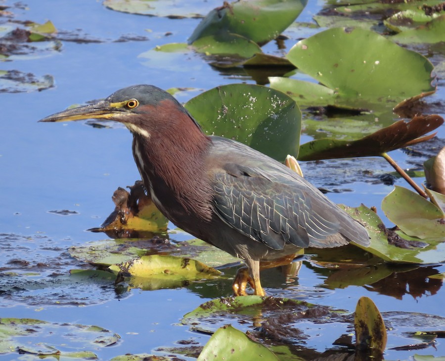 Green Heron - Steve Droste