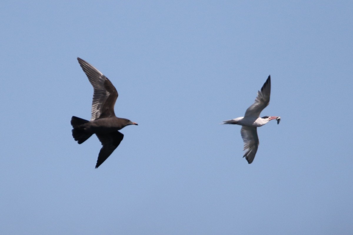 Heermann's Gull - ML623377068