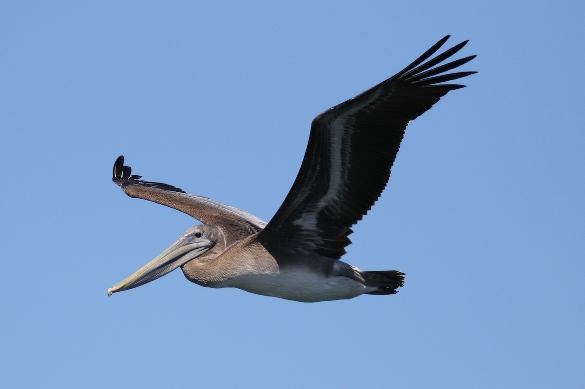 Brown Pelican - ML623377085