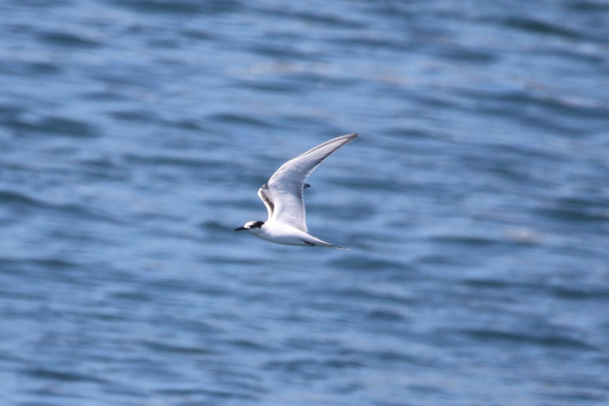 Common Tern - ML623377096