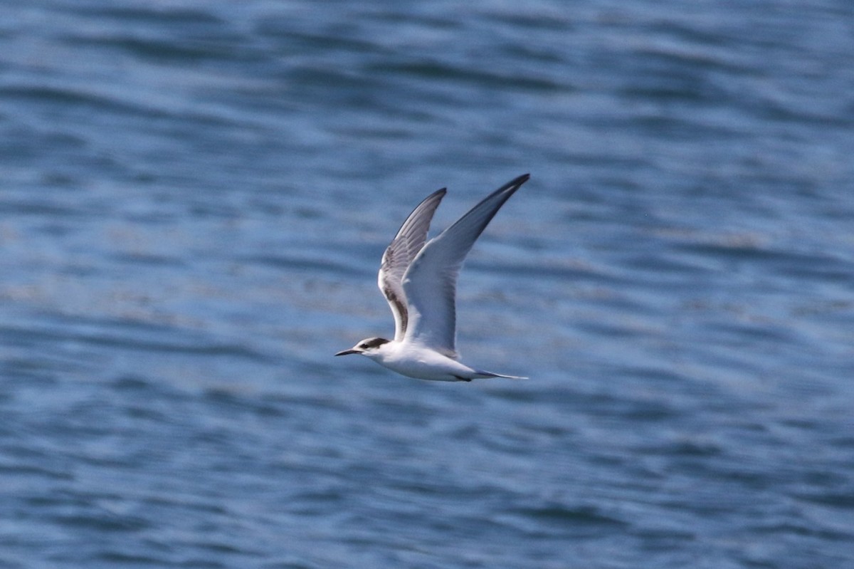 Common Tern - ML623377097