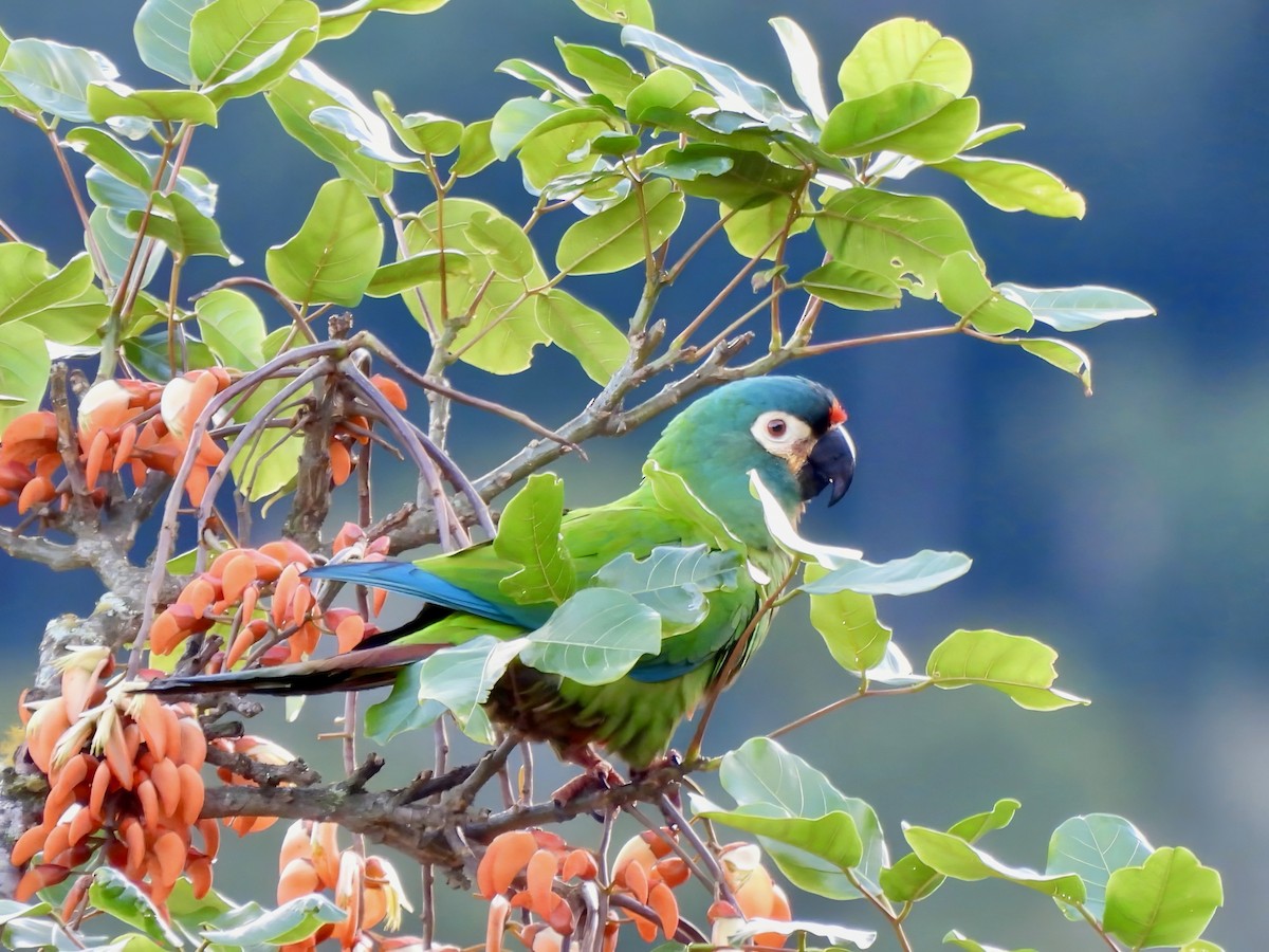 Blue-winged Macaw - ML623377115