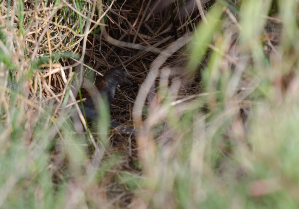 Dot-winged Crake - ML623377171