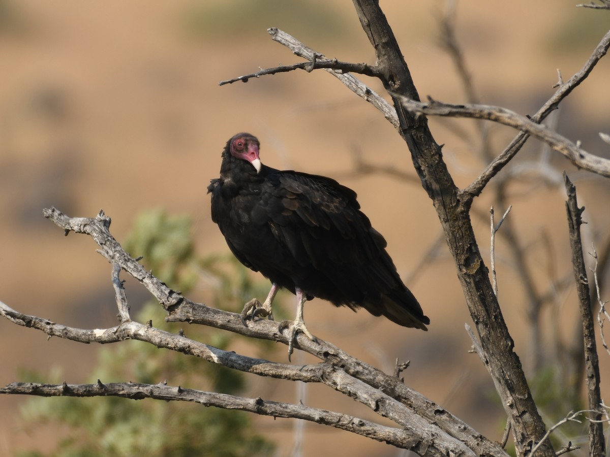 Turkey Vulture - Kent Kleman