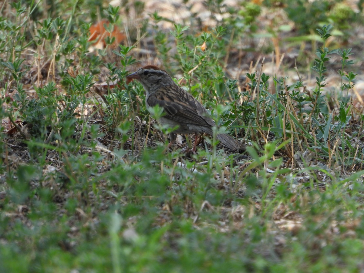 brunissespurv - ML623377246