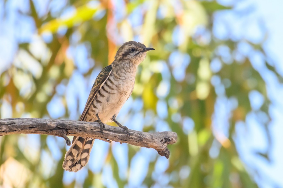 Horsfield's Bronze-Cuckoo - ML623377247