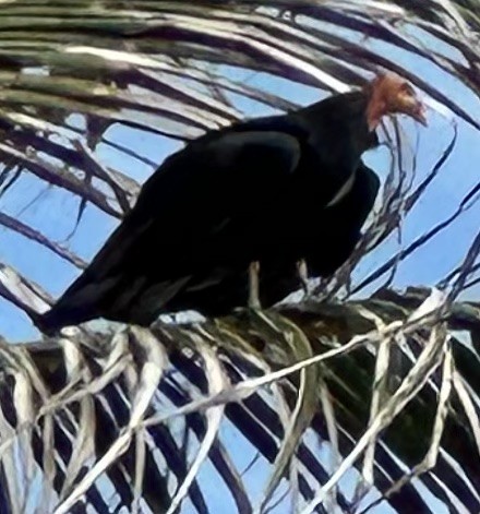 Lesser Yellow-headed Vulture - ML623377257