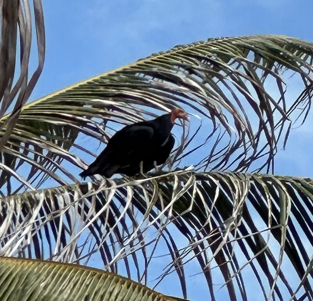 Lesser Yellow-headed Vulture - ML623377258