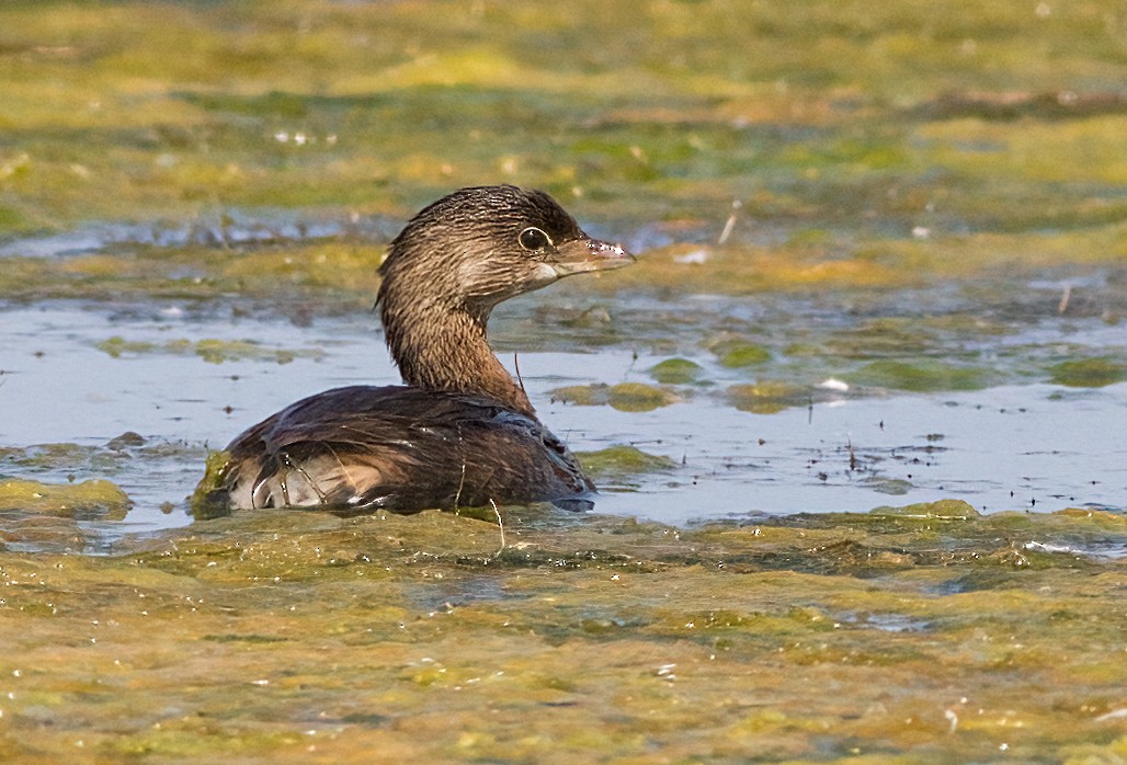 Pied-billed Grebe - ML623377277