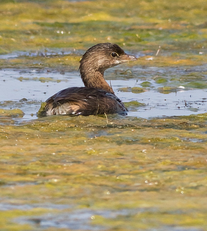 Pied-billed Grebe - ML623377278