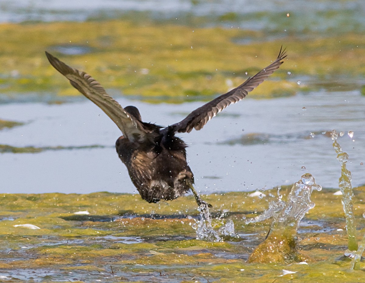 Pied-billed Grebe - ML623377287