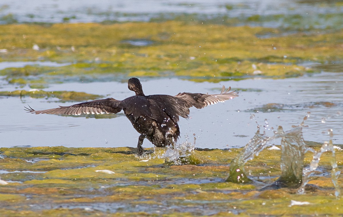Pied-billed Grebe - ML623377291