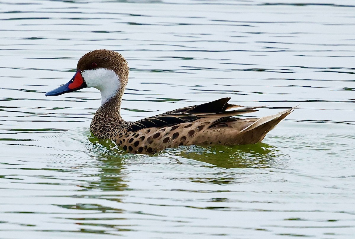 White-cheeked Pintail - ML623377299