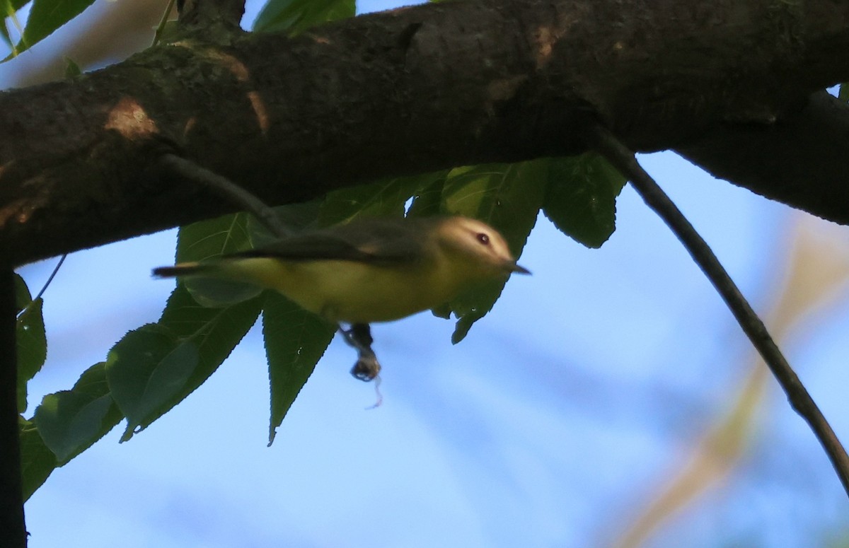 Philadelphia Vireo - ML623377300