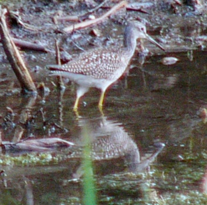 Greater Yellowlegs - ML623377301