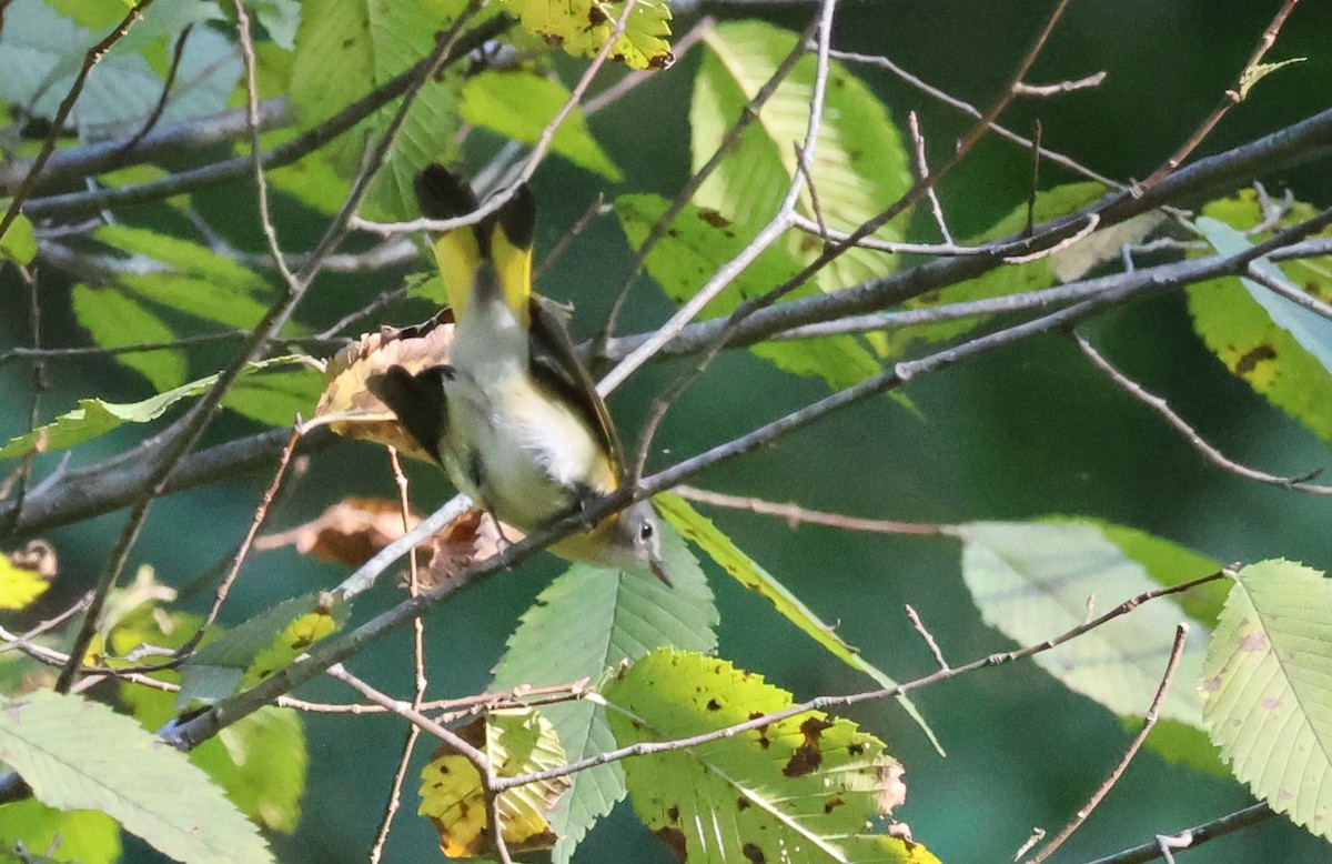 American Redstart - ML623377310