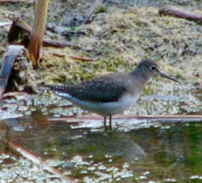 Solitary Sandpiper - ML623377313