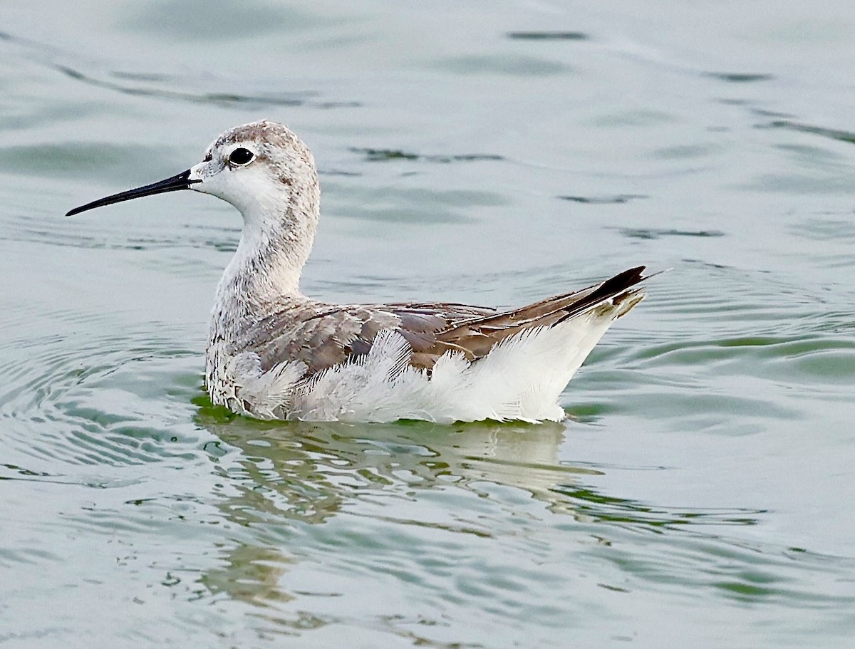 Phalarope de Wilson - ML623377316