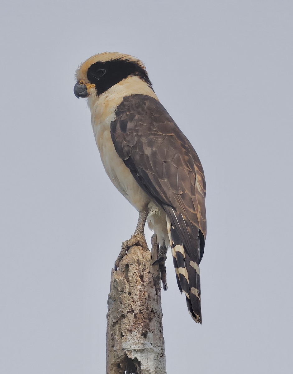 Laughing Falcon - ML623377318