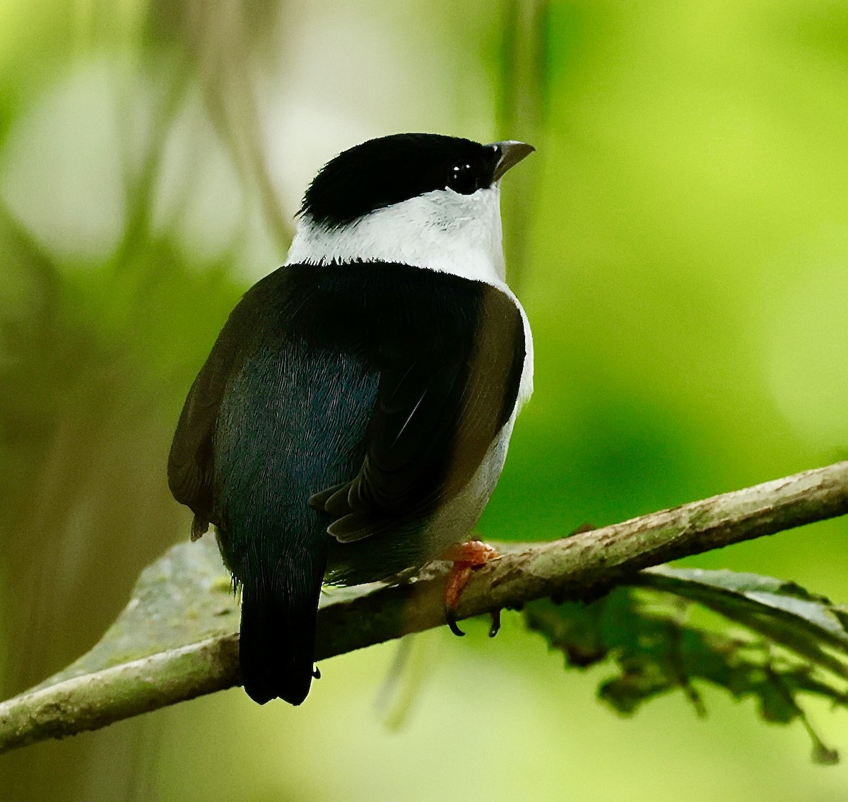 White-bearded Manakin - ML623377321