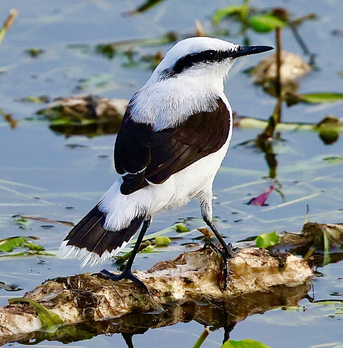 Masked Water-Tyrant - ML623377326