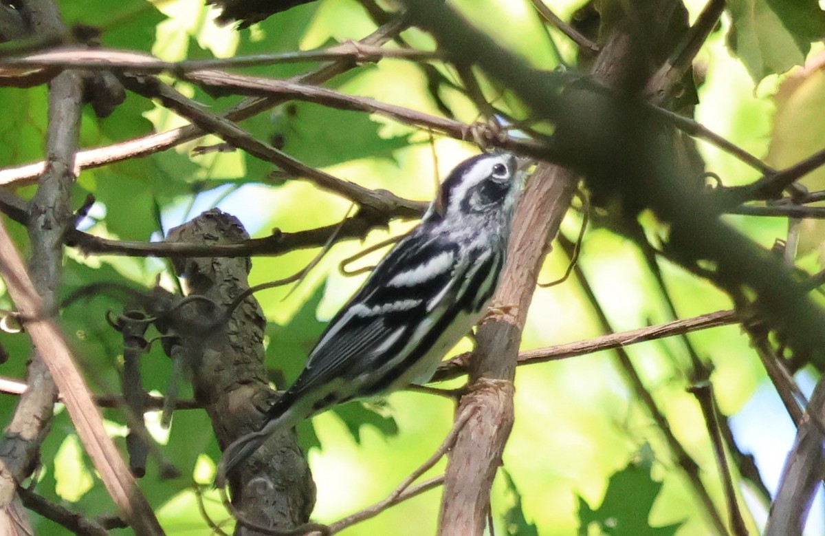 Black-and-white Warbler - ML623377339