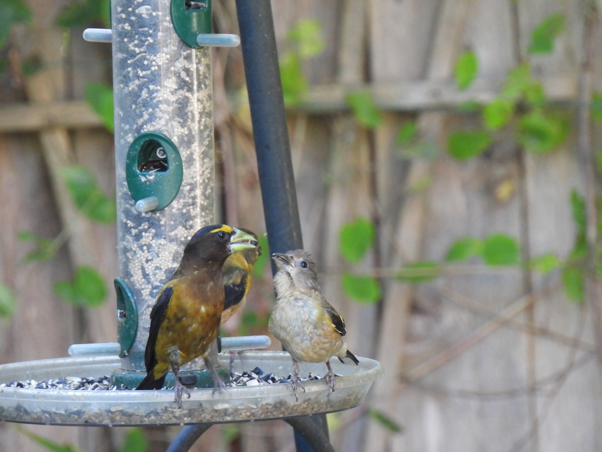 Evening Grosbeak - ML623377344