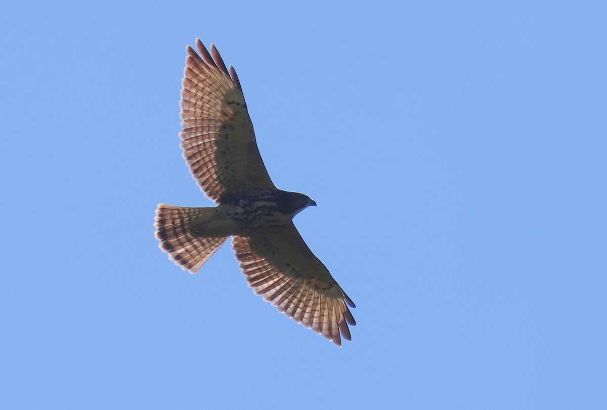 Broad-winged Hawk - Judith Birkel