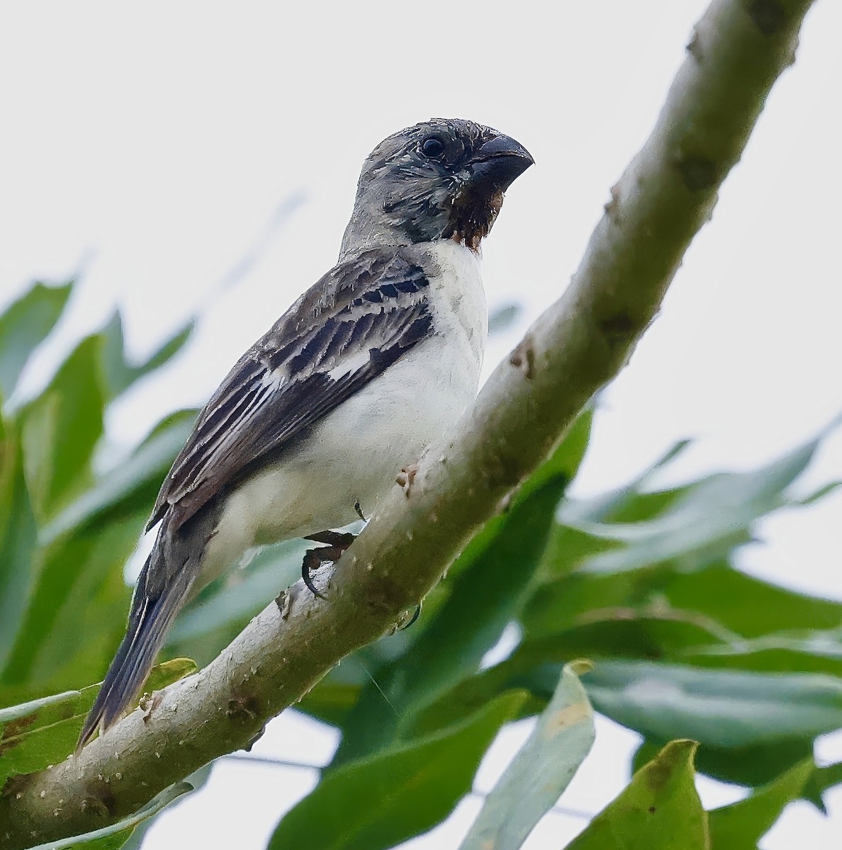 Chestnut-throated Seedeater - ML623377357