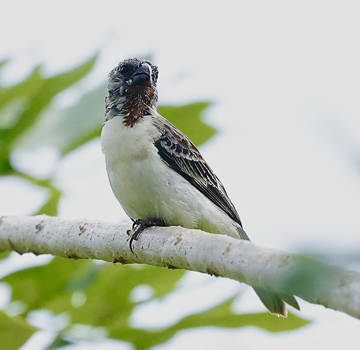 Chestnut-throated Seedeater - ML623377358