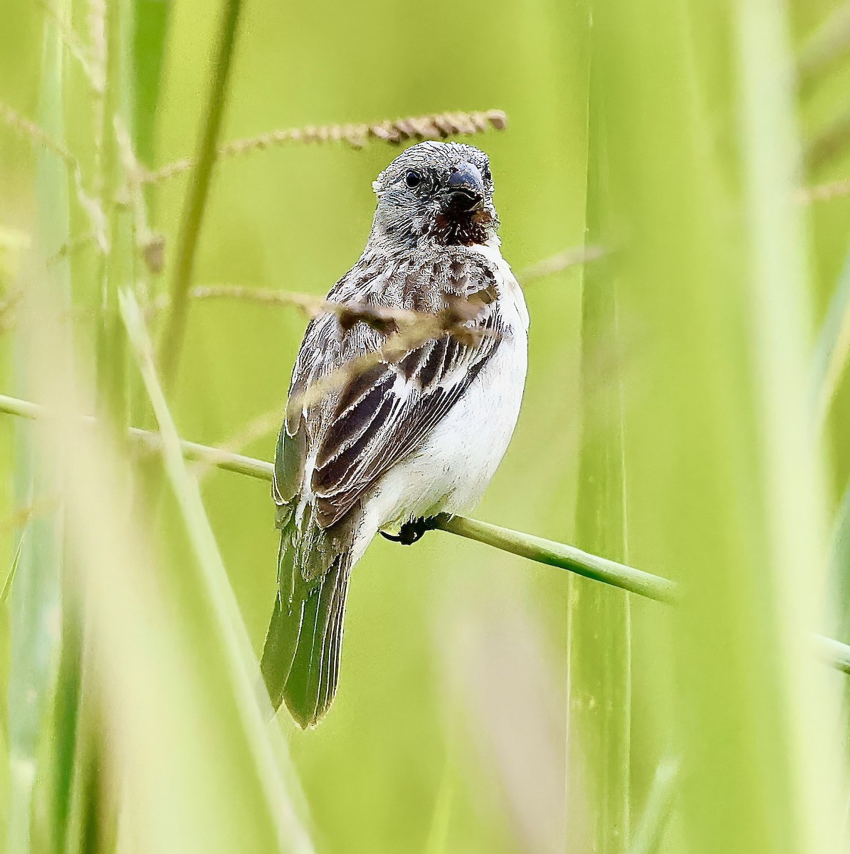 Chestnut-throated Seedeater - ML623377359