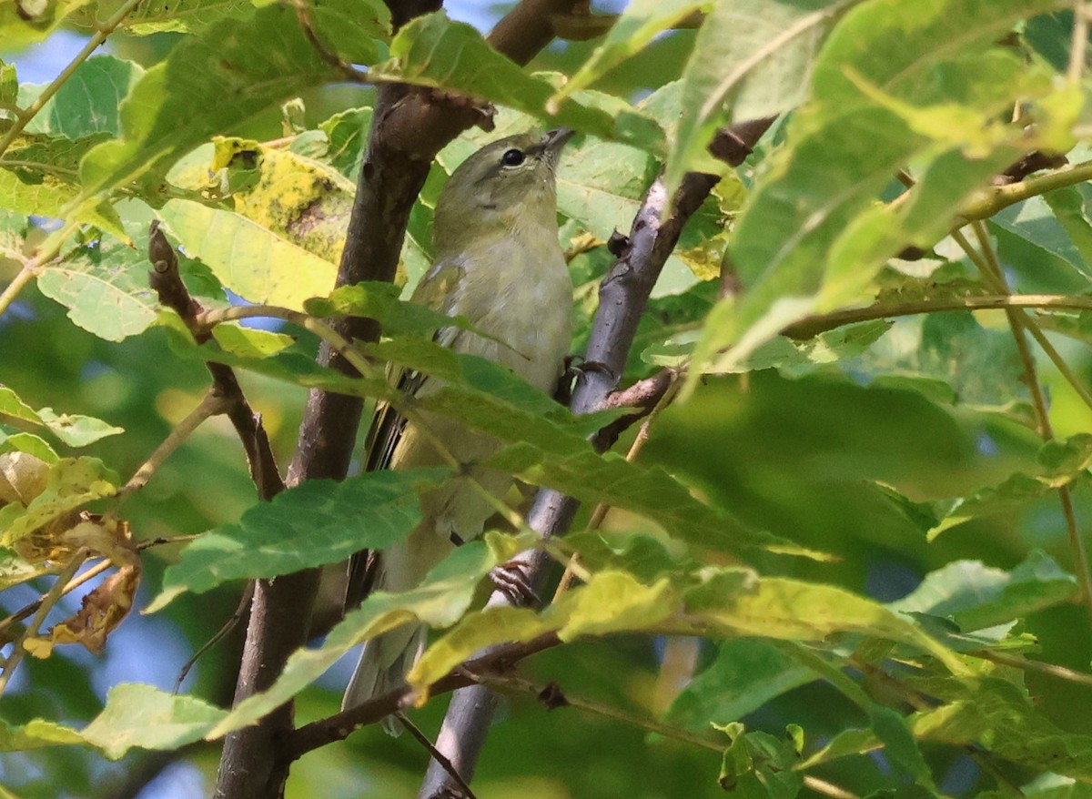 Tennessee Warbler - ML623377367