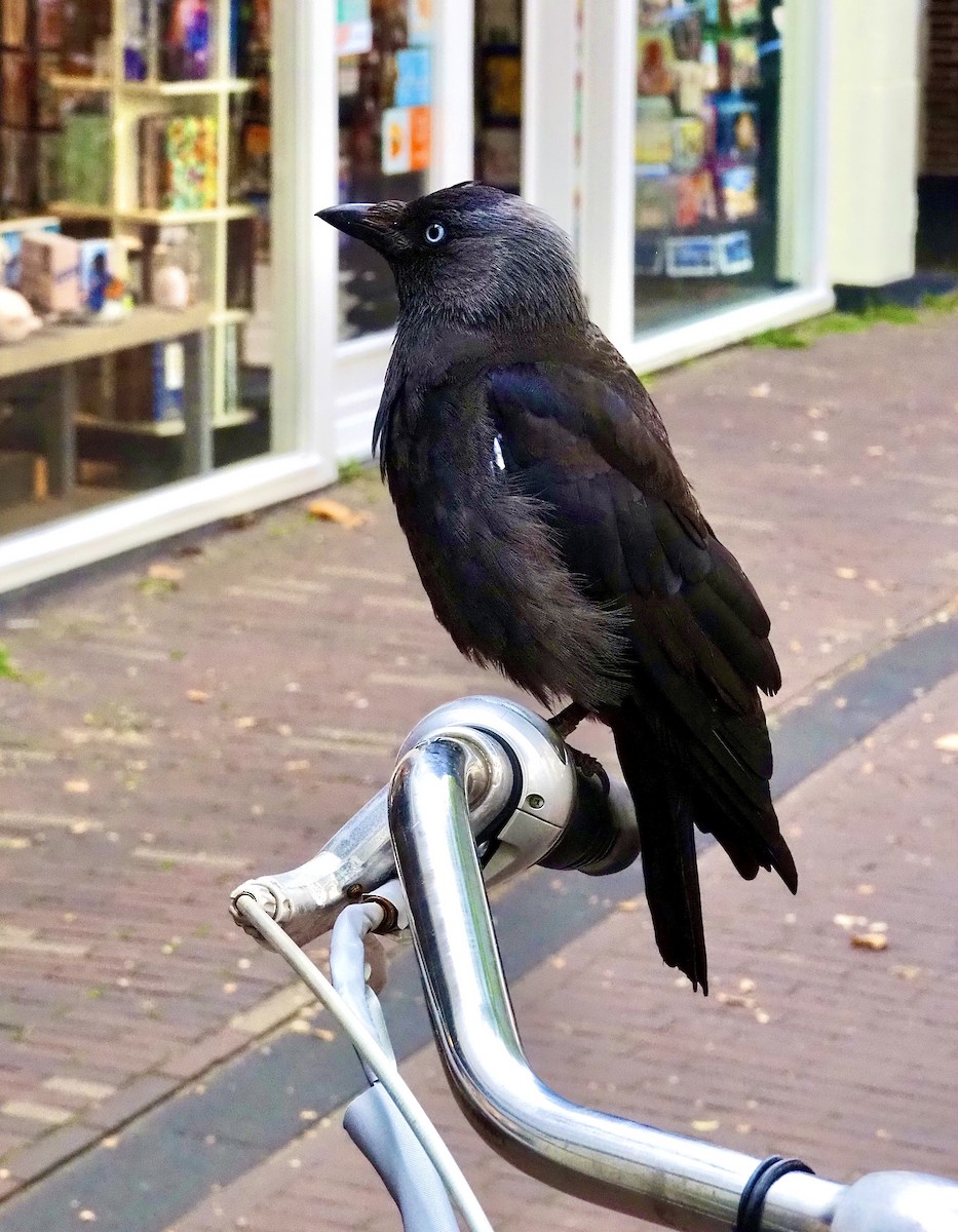 kavka obecná - ML623377384