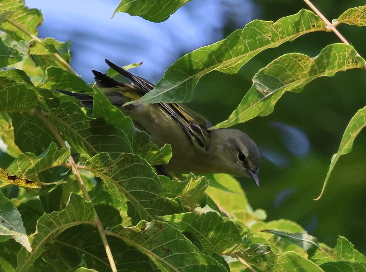 Tennessee Warbler - Judith Birkel