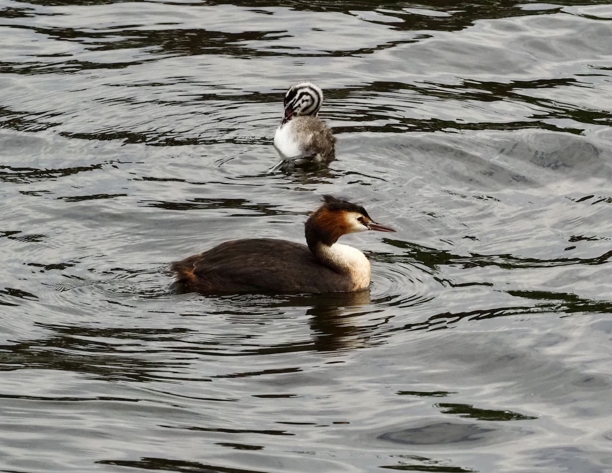 potápka roháč - ML623377409